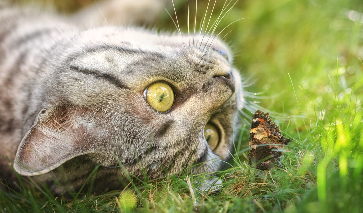 American Shorthair: cibo per gatti e ritratto di razza
